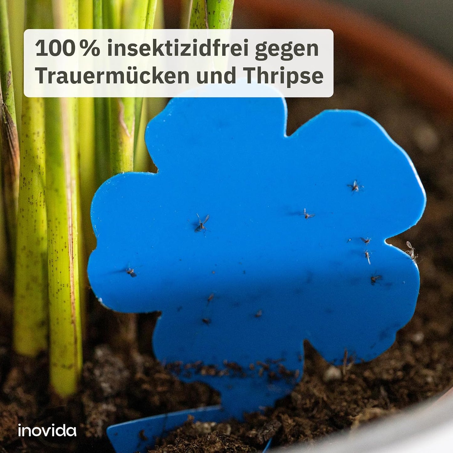 60 Blue Panels Against Thrips Without Insecticide - Adhesive Trap for Indoor Plants Pest Control - With Blausticker Fight Thrips - Fly Trap Adhesive Trap