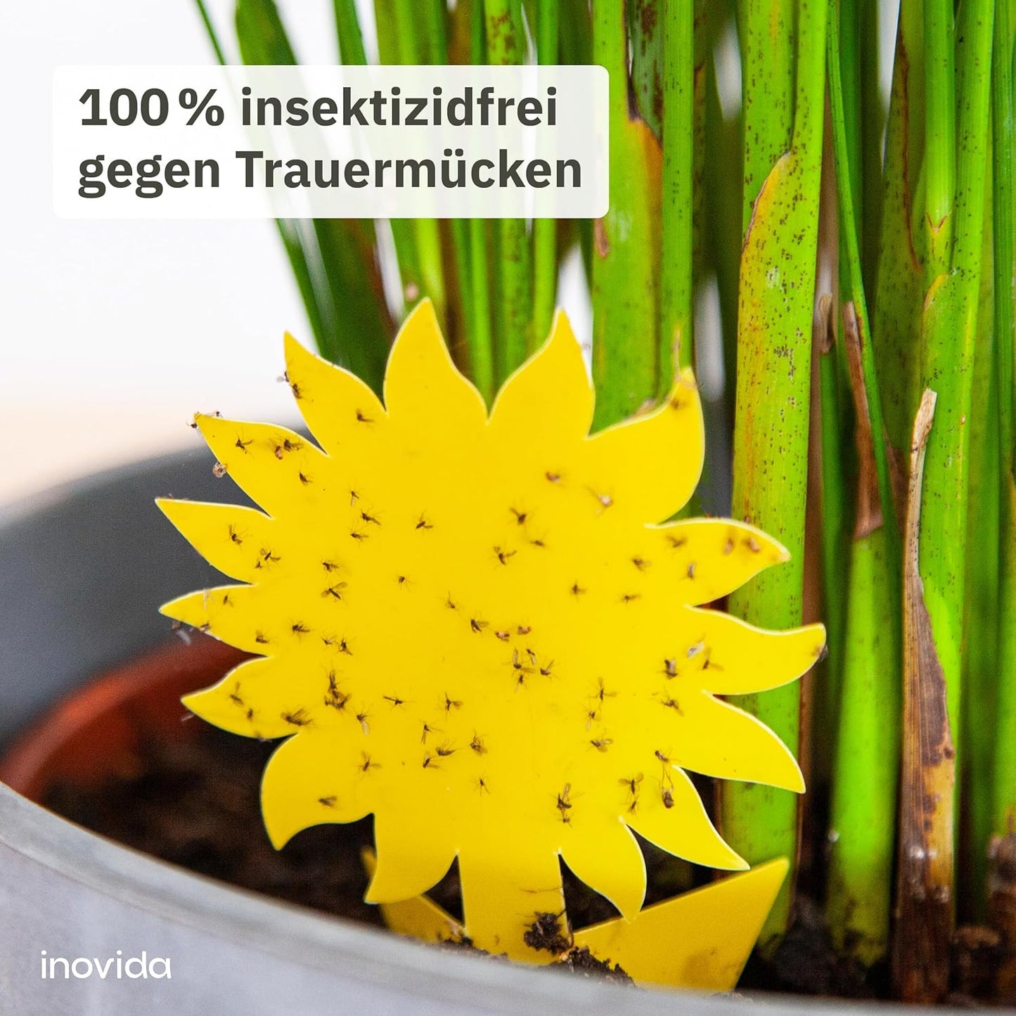 120x Yellow Sticker Fungus Gnats: 60 Fungus Gnats Yellow Stickers for Indoor Plants without Insecticide - Fight Fungus Gnats with Yellow Plates - Fly Trap Adhesive Trap - Against Fungus Gnats