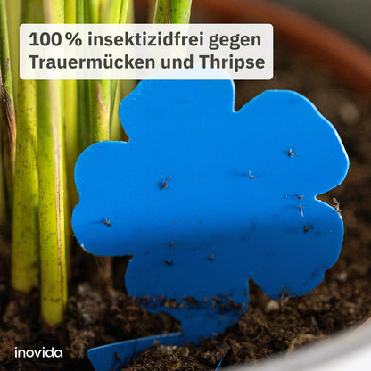 60 Blue Panels Against Thrips Without Insecticide - Adhesive Trap for Indoor Plants Pest Control - With Blausticker Fight Thrips - Fly Trap Adhesive Trap